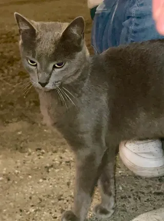 Imagen de portada de Gatica en adopción responsable 