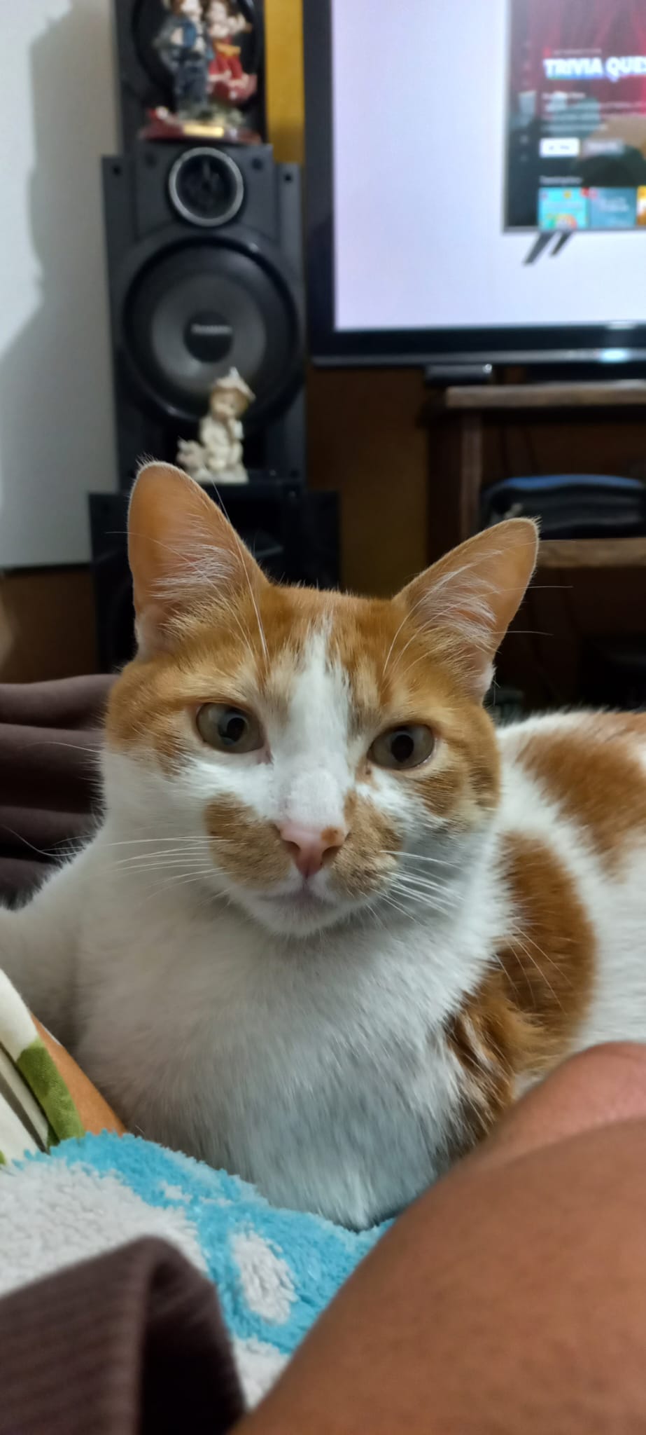 Imagen de portada de En Adopción se llama Tommy es muy tierno