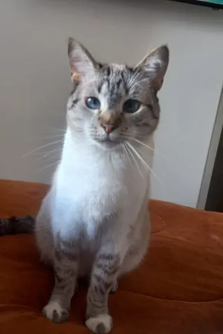 Imagen de portada de EN adopción Alana es la mejor compañía que podrás tener 