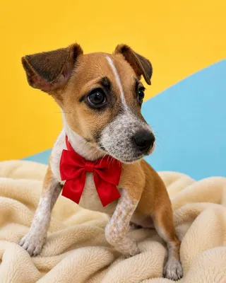 Imagen de portada de En adopción - Cali