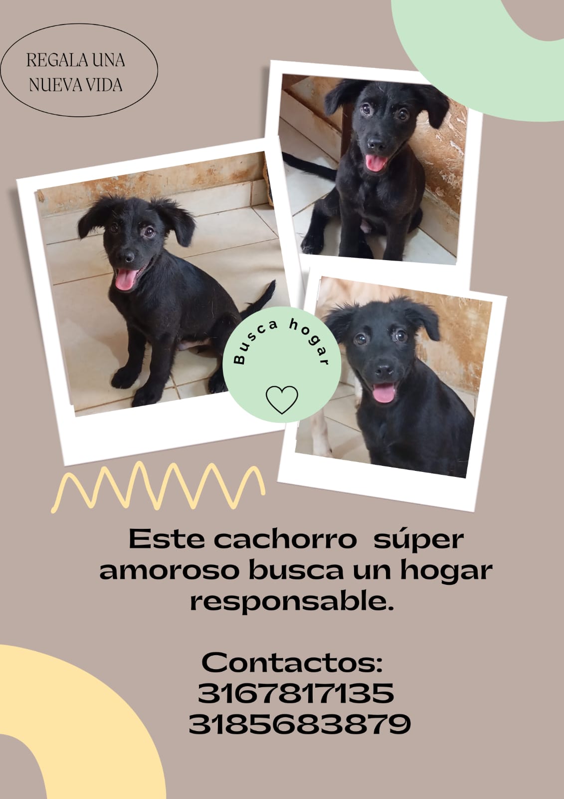 Imagen de Cachorro busca hogar