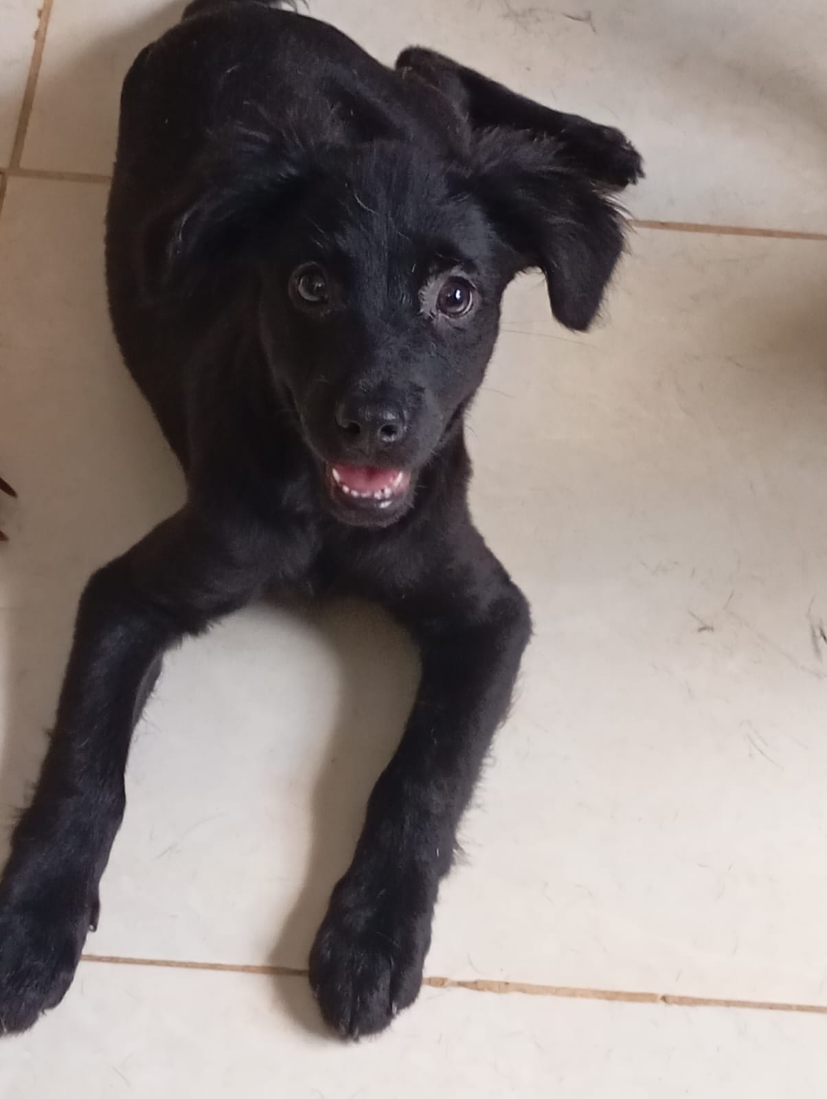 Imagen de Cachorro busca hogar