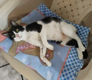 Imagen de portada de Gaticas en adopción