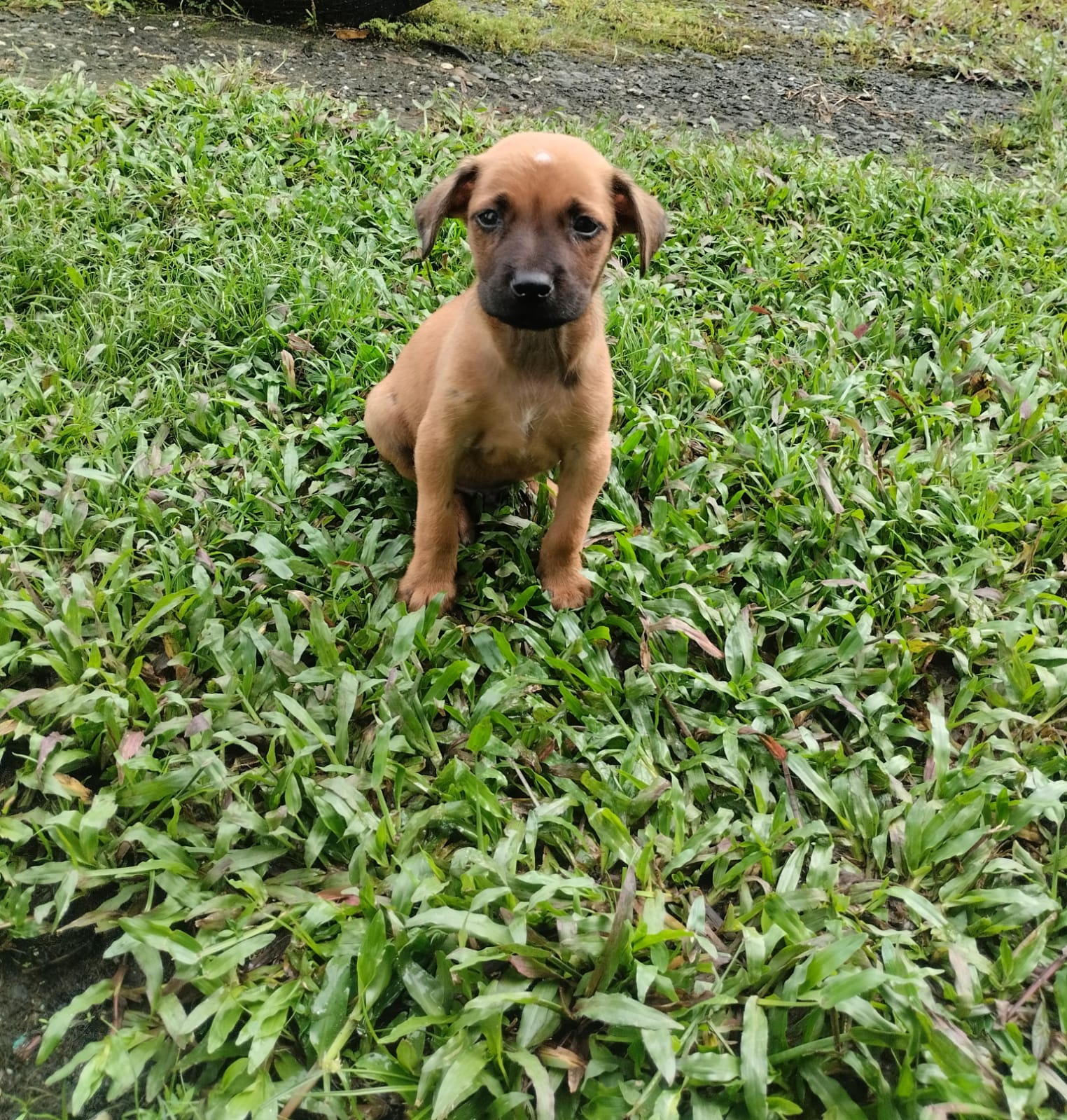 Imagen de Perrito de 2 meses en adopción – Cali CEL: 3152015673 