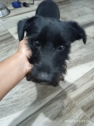 Imagen de portada de Se da en adopción 