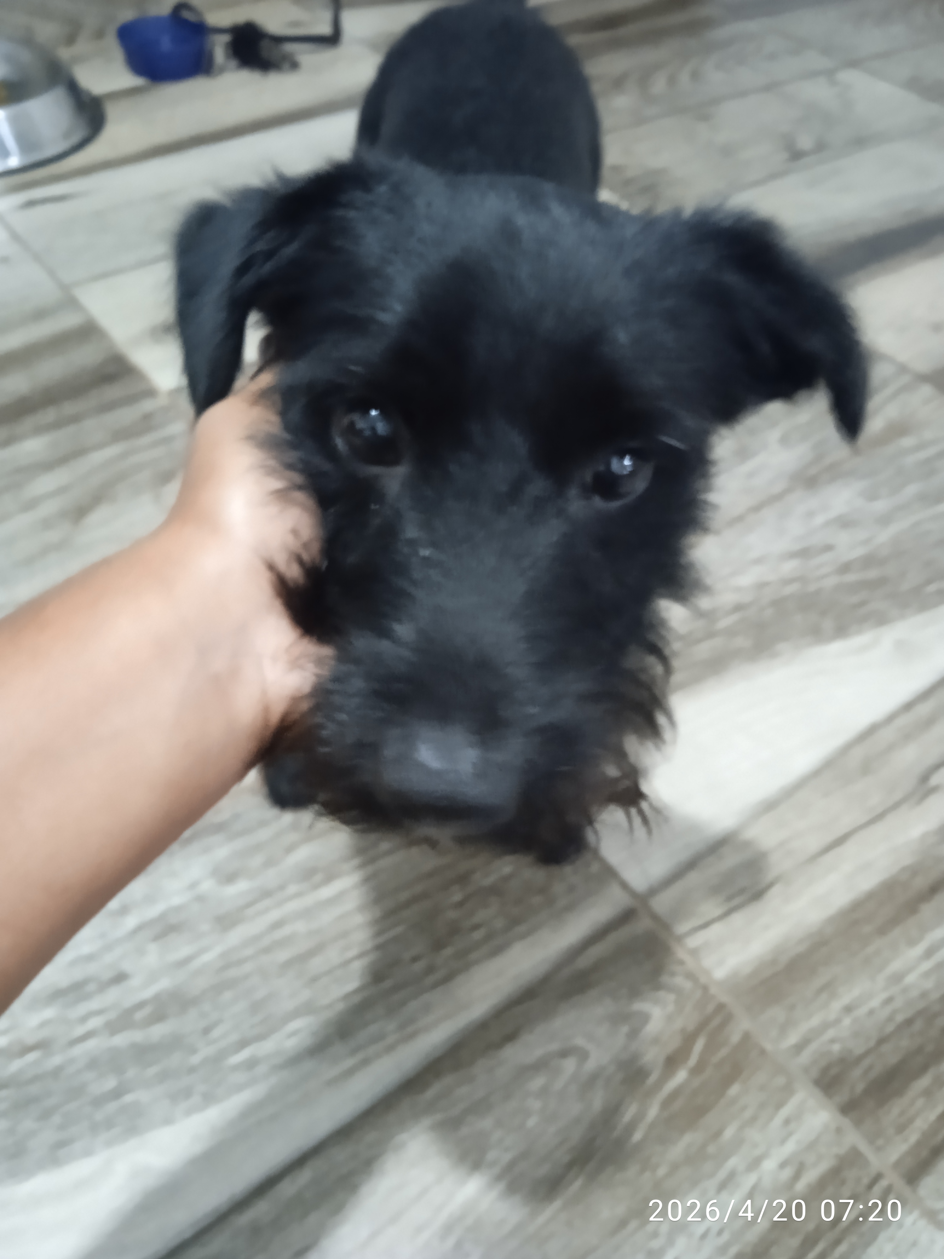 Imagen de portada de Se da en adopción