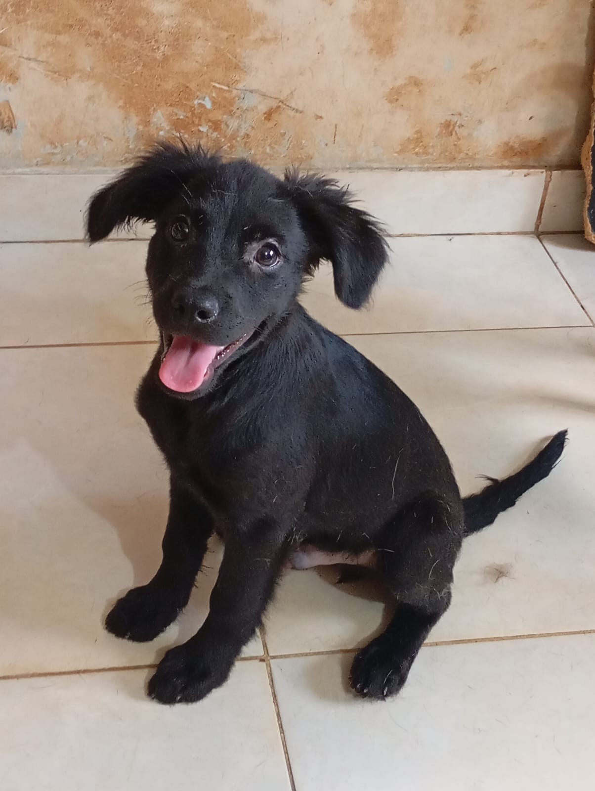 Imagen de portada de Cachorro busca hogar