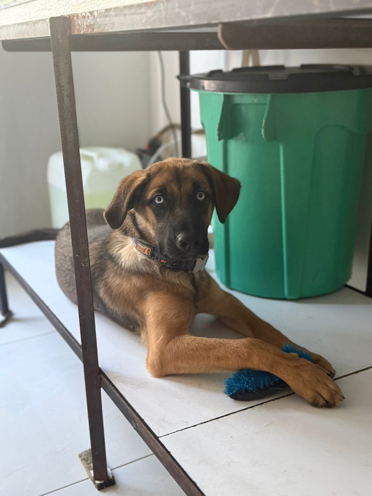 Imagen de portada de Cachorro en adopción responsable