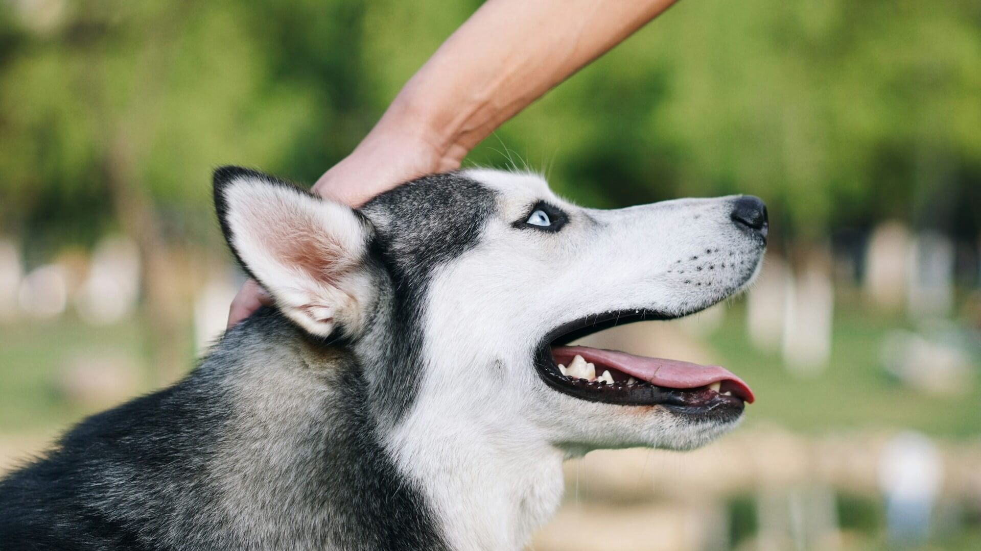 Humando tocando a perro husky.