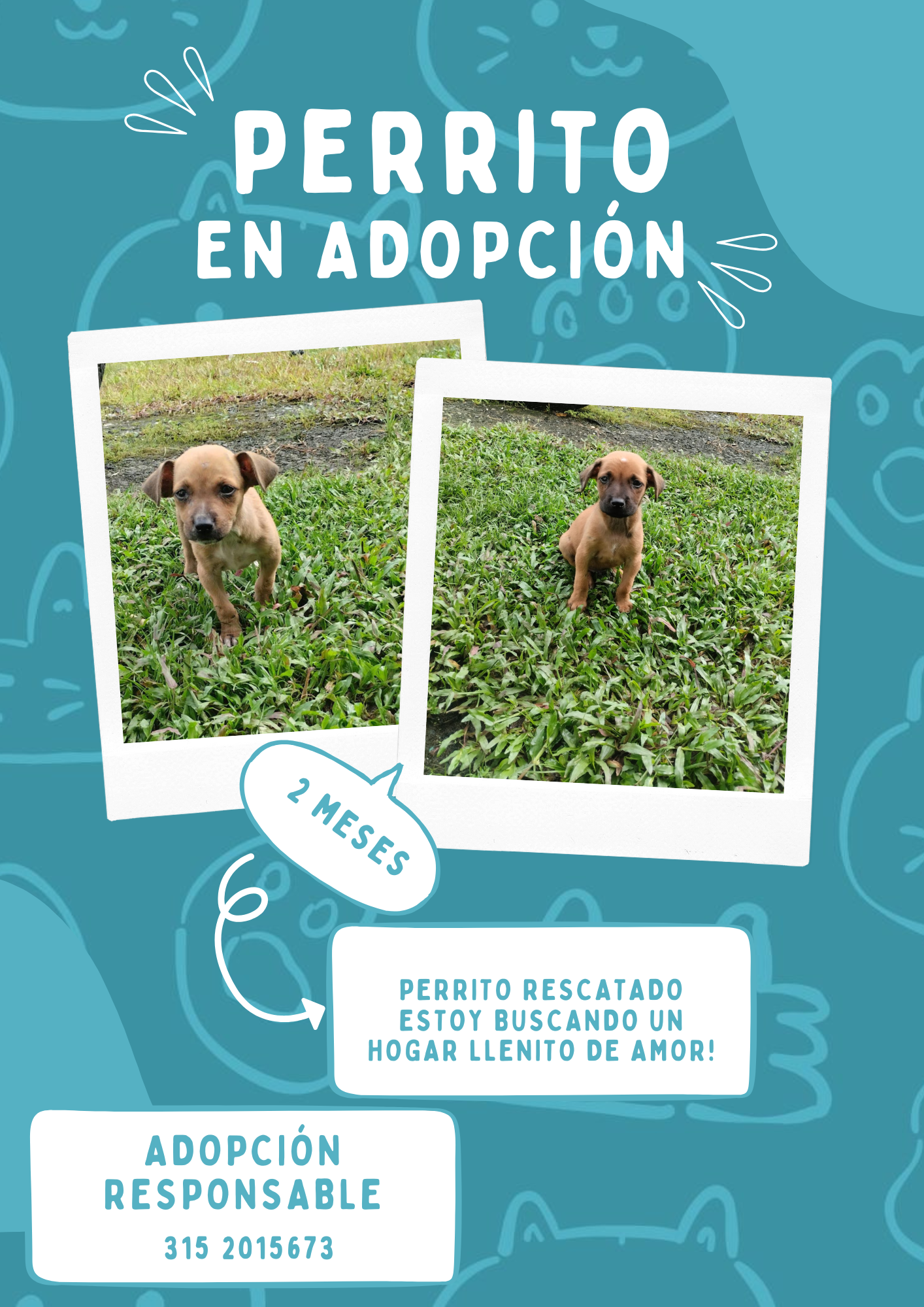 Imagen de portada de Perrito de 2 meses en adopción – Cali CEL: 3152015673 
