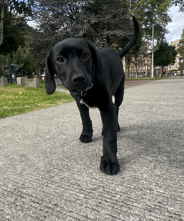 Imagen de portada de cachorro 4 meses, en adopcion 