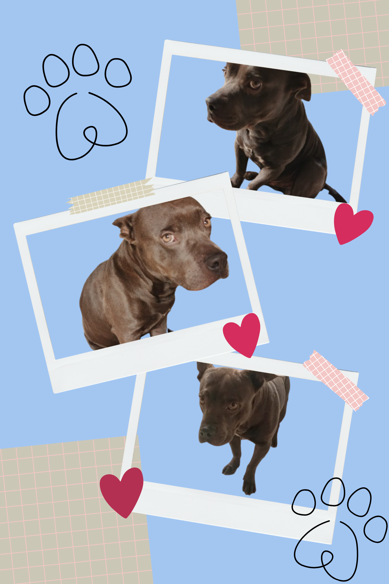 Imagen de portada de ✨ Tayzon busca hogar ✨