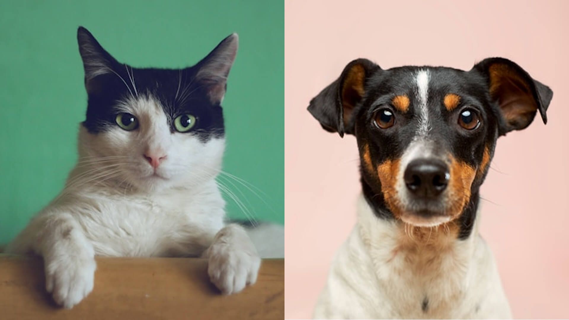 Imagen de un perro y un gato.