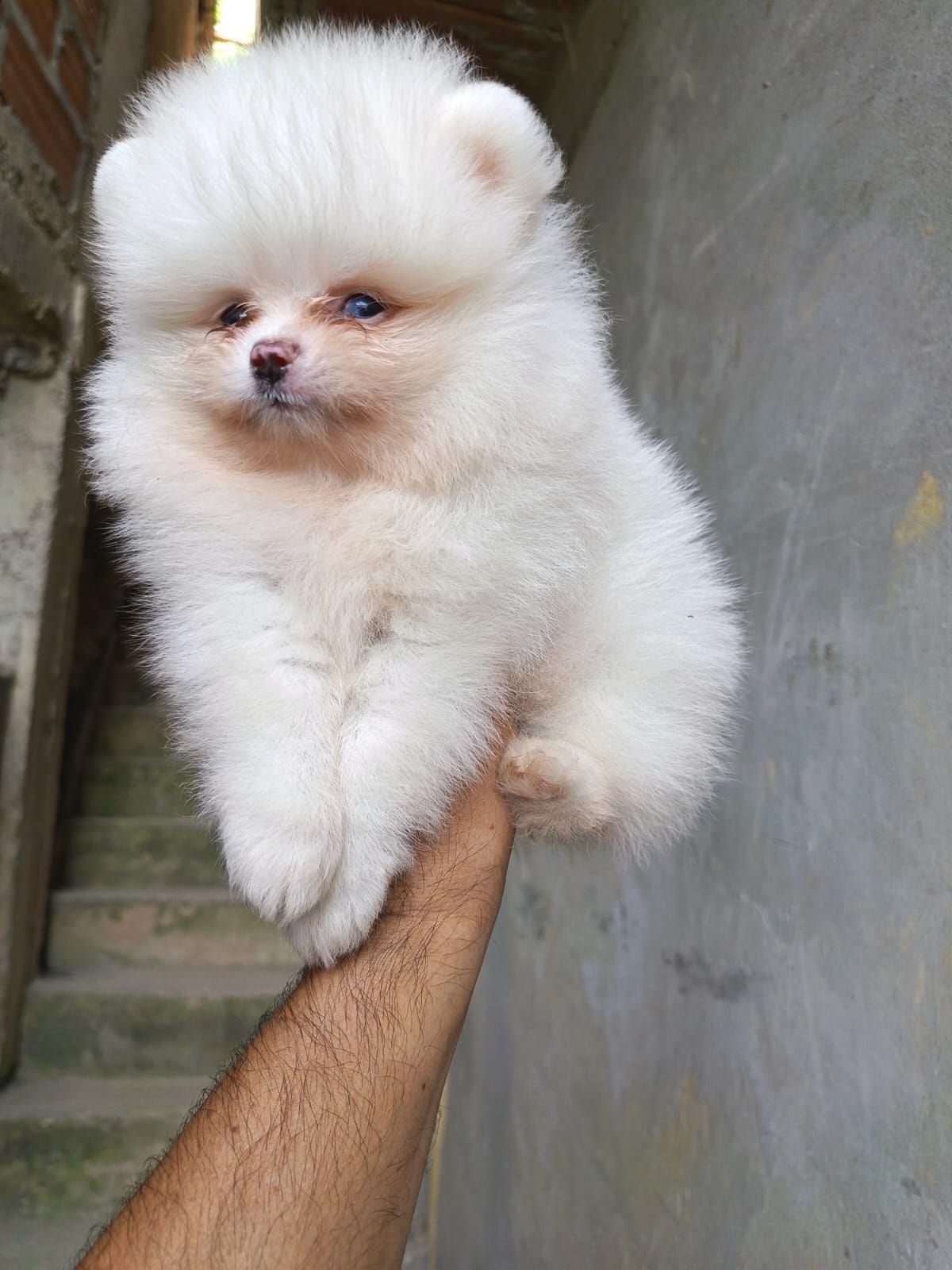 Imagen de Pomerania macho 