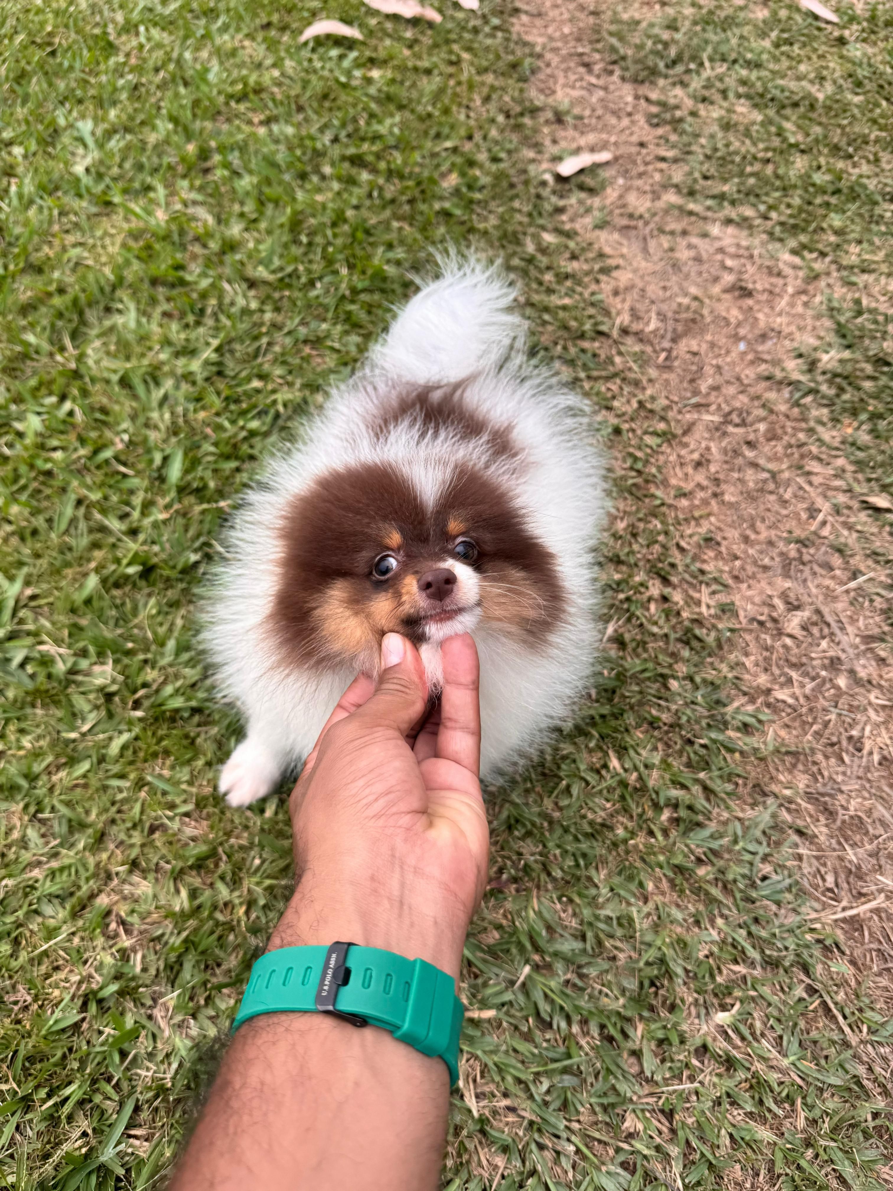 Imagen de Pomerania macho 