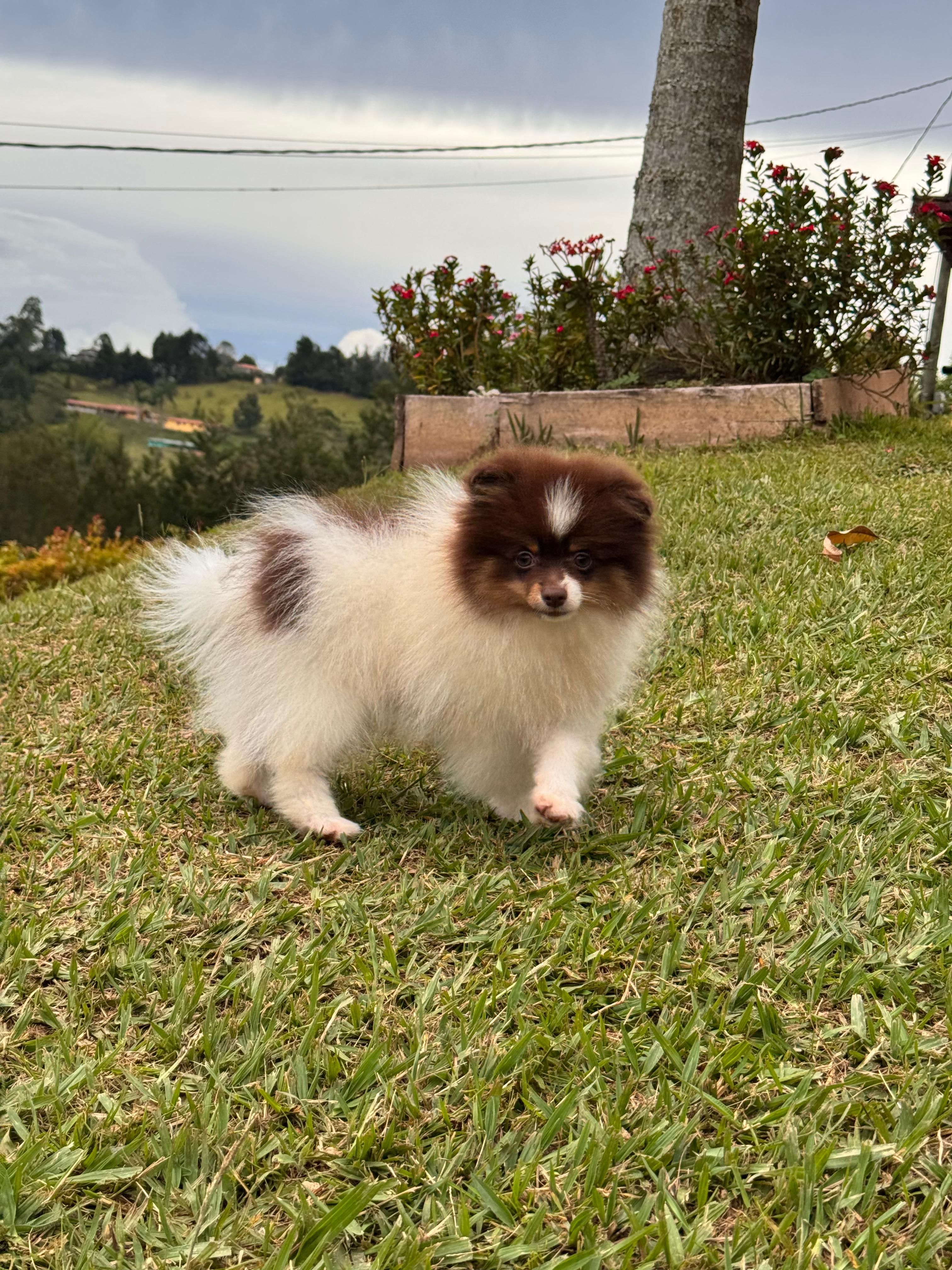 Imagen de portada de Pomerania macho 