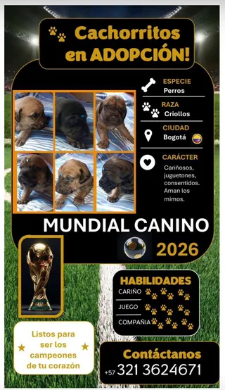 Imagen de portada de Adopción de cachorros criollos