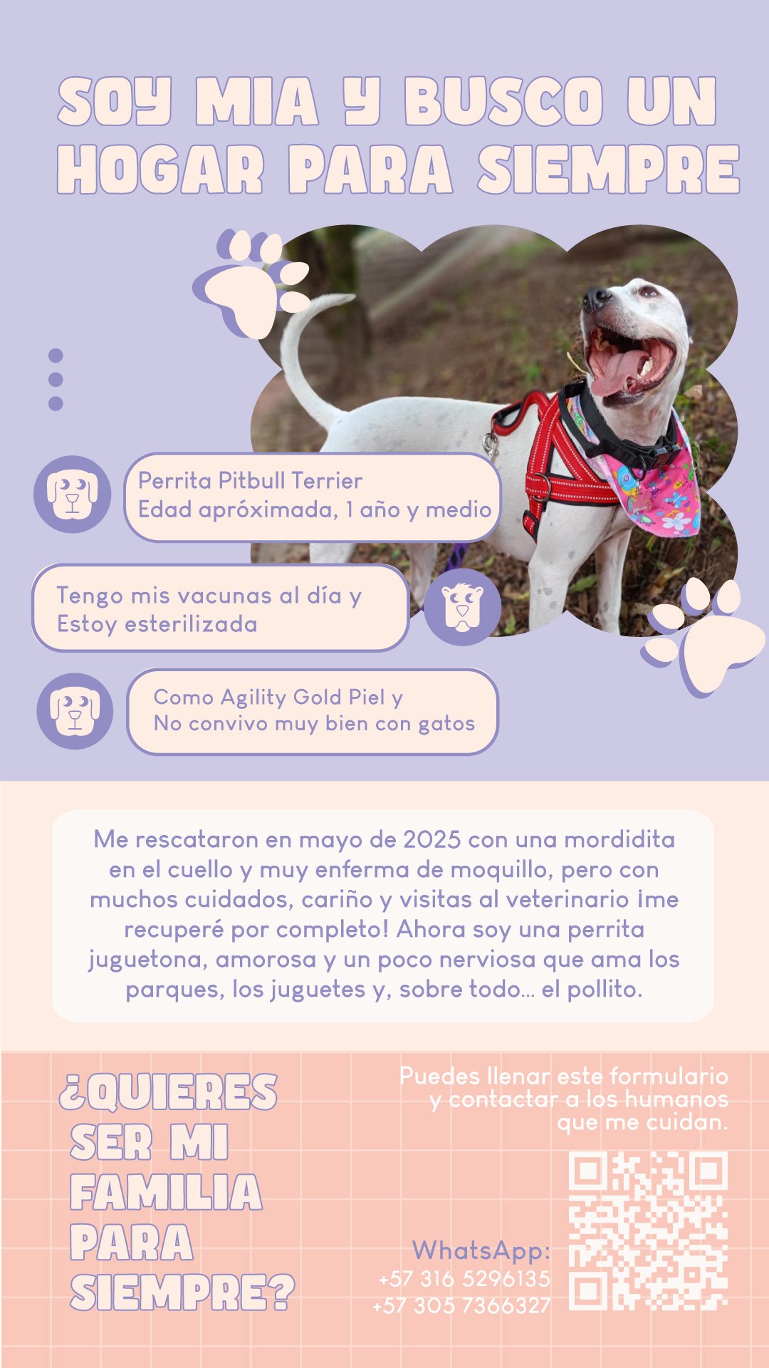 Imagen de Mia busca un hogar para toda la vida