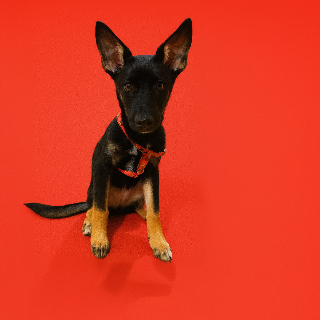 Imagen de portada de Me llamo Negra y busco familia