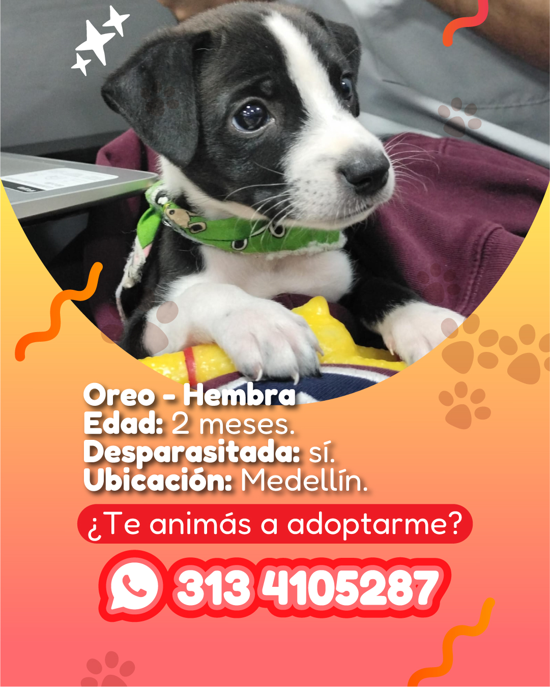 Imagen de portada de Me llamo Oreo y busco familia