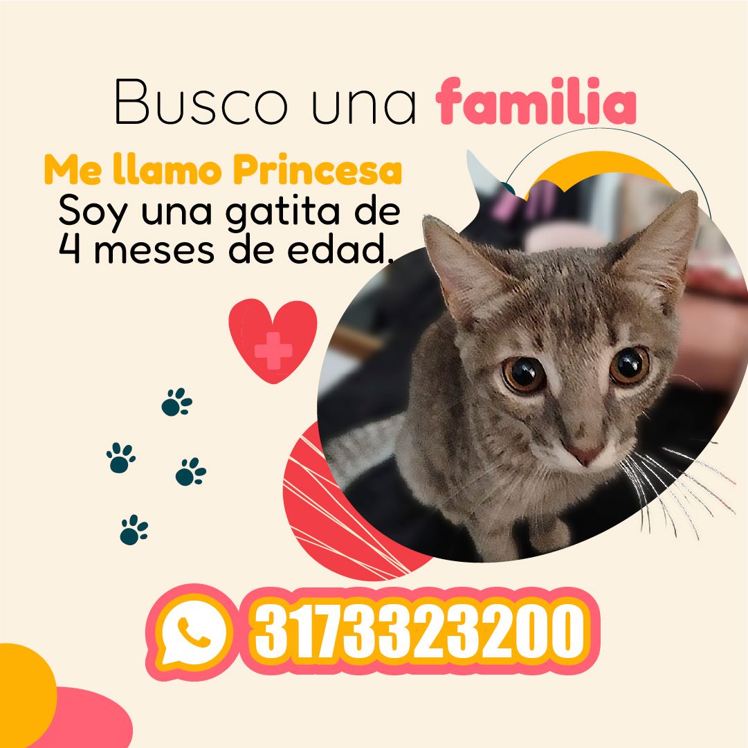 Imagen de portada de Me llamo Princesa y busco familia