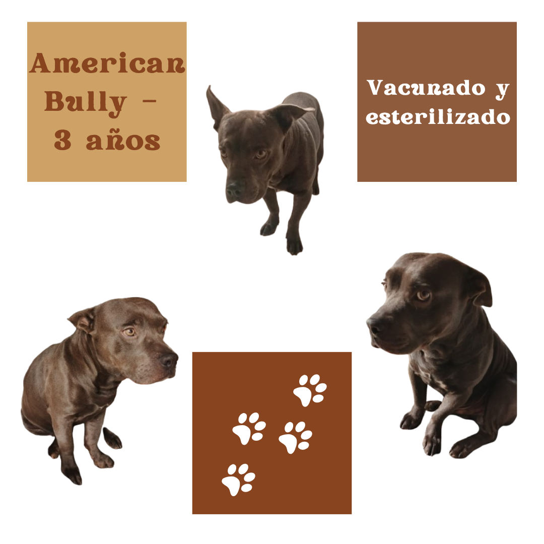 Imagen de ✨ Tayzon busca hogar ✨