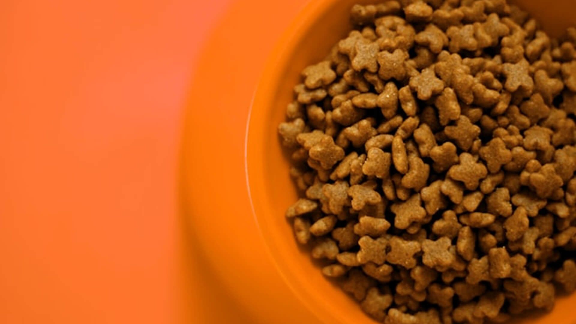 Plato de comida para mascota.