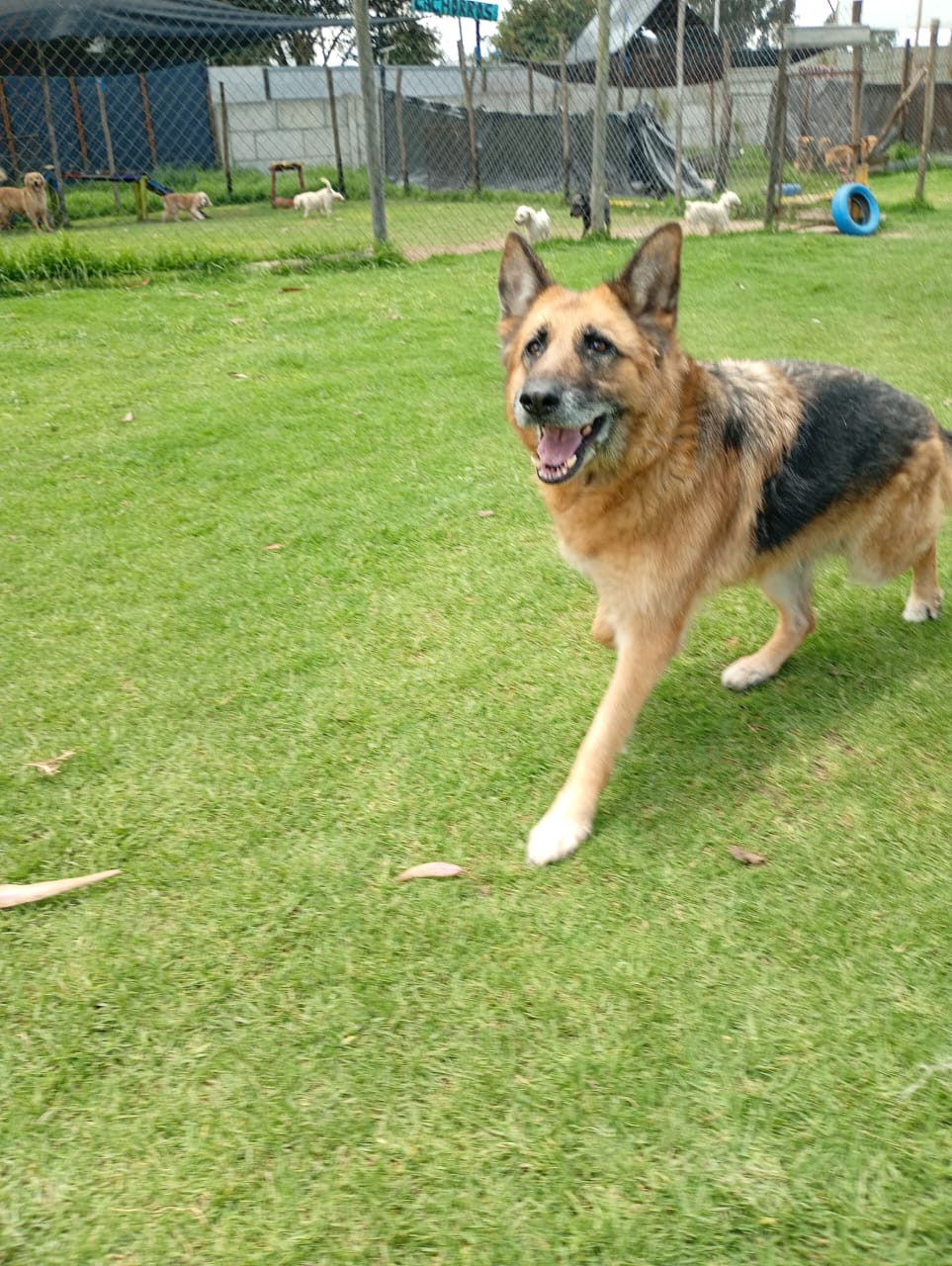 Imagen de portada de Sasha