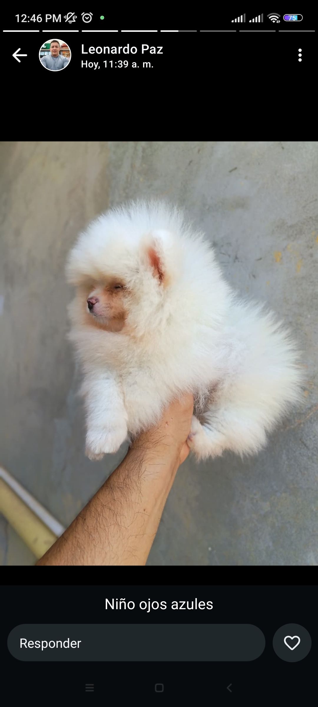 Imagen de Pomerania macho 