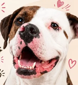 Imagen de portada de Molly