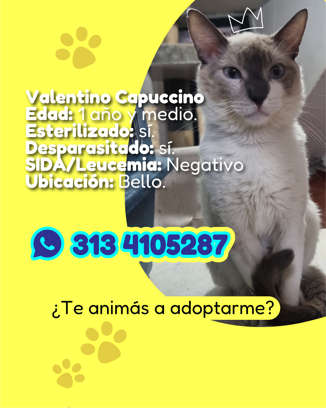 Imagen de portada de Me llamo Valentino Capuccino y busco familia