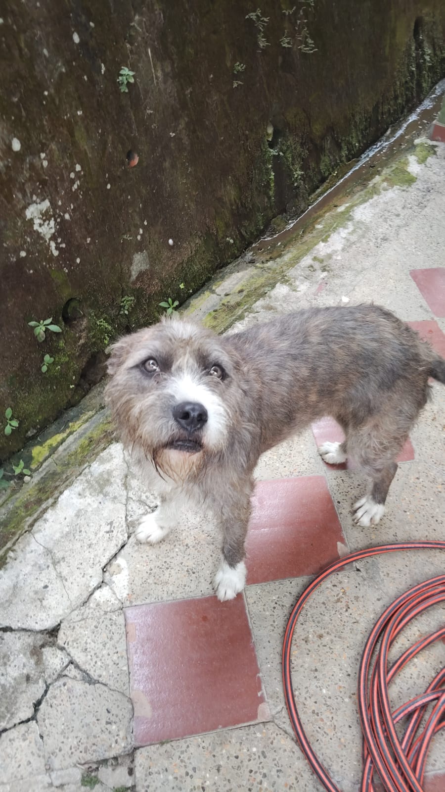 Imagen de Astra en adopción