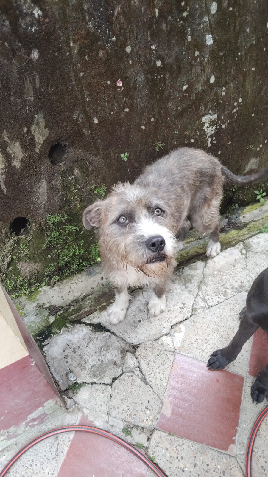 Imagen de portada de Astra en adopción