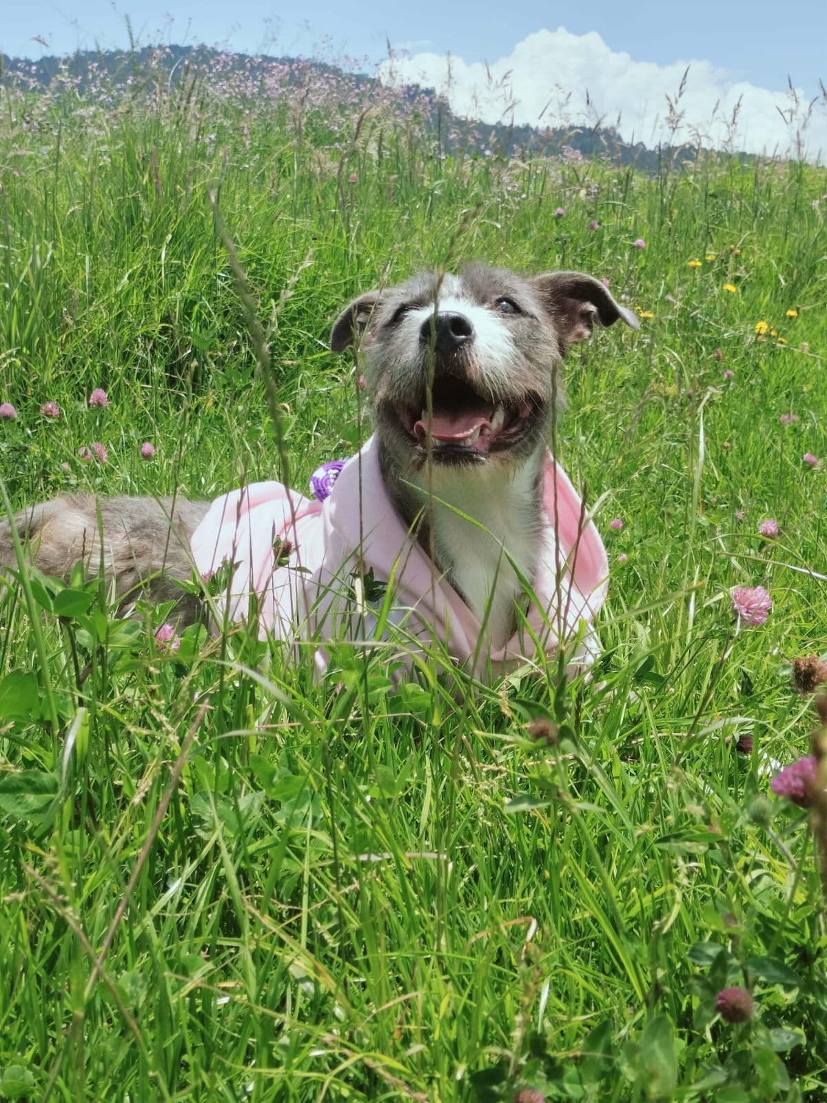 Imagen de Astra en adopción