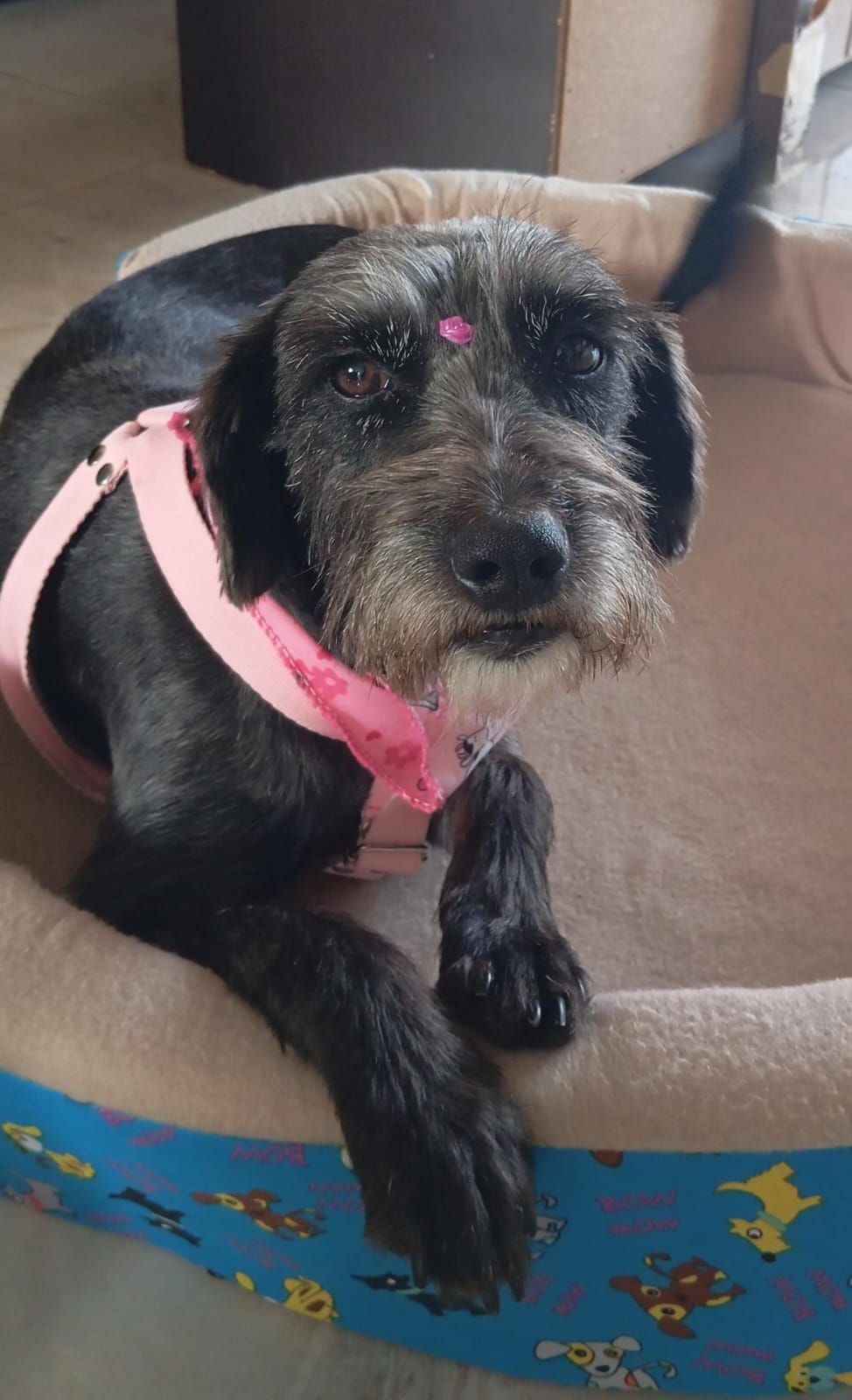 Imagen de portada de Romina en adopción