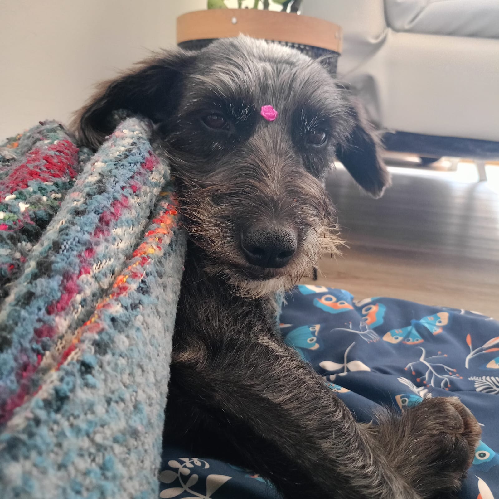 Imagen de Romina en adopción