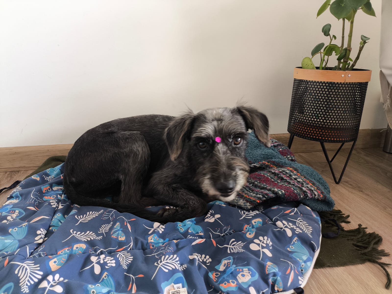 Imagen de Romina en adopción