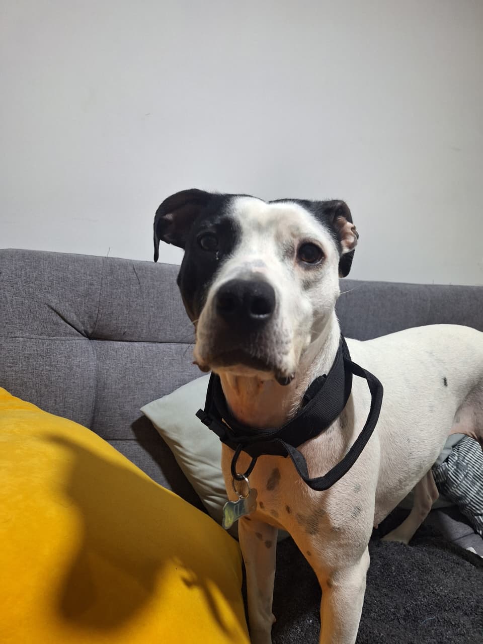 Imagen de Mia busca un hogar para toda la vida