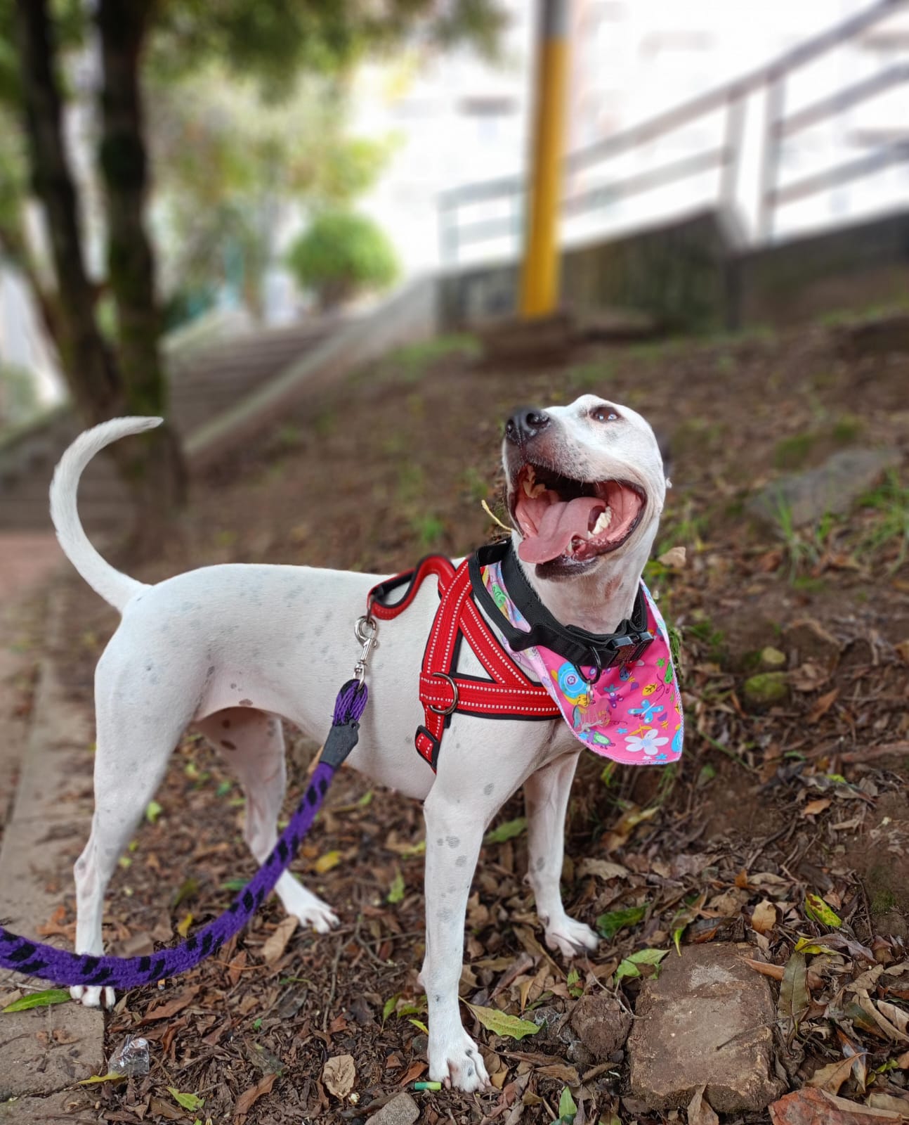 Imagen de portada de Mia busca un hogar para toda la vida