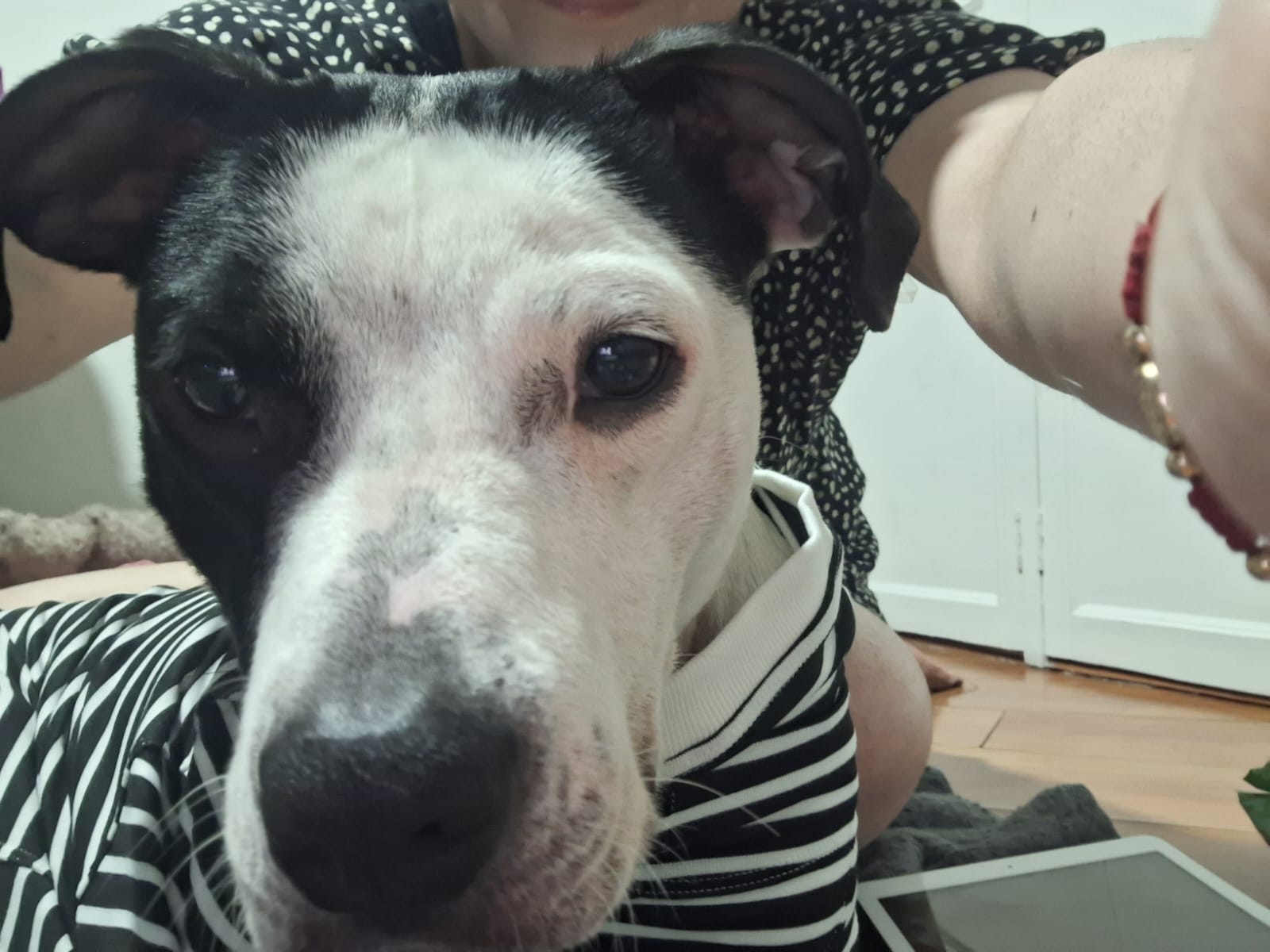 Imagen de Mia busca un hogar para toda la vida