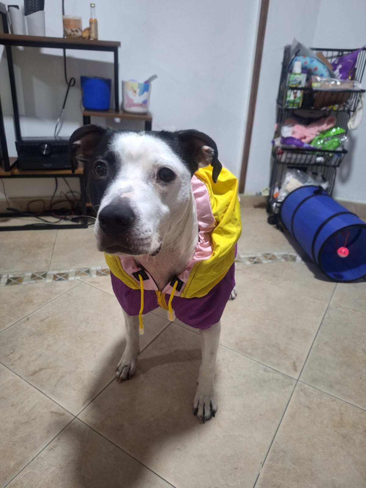 Imagen de Mia busca un hogar para toda la vida