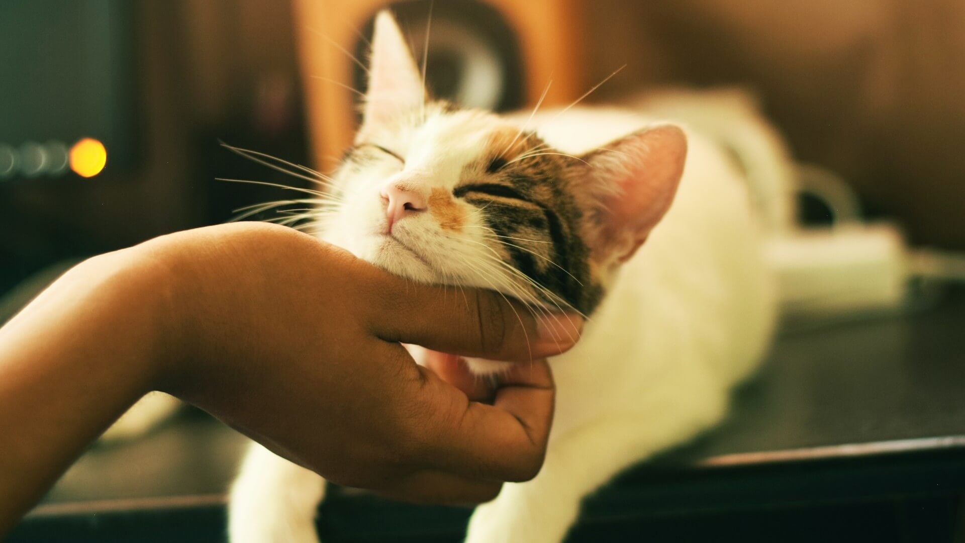Humano acariciando a un gato.