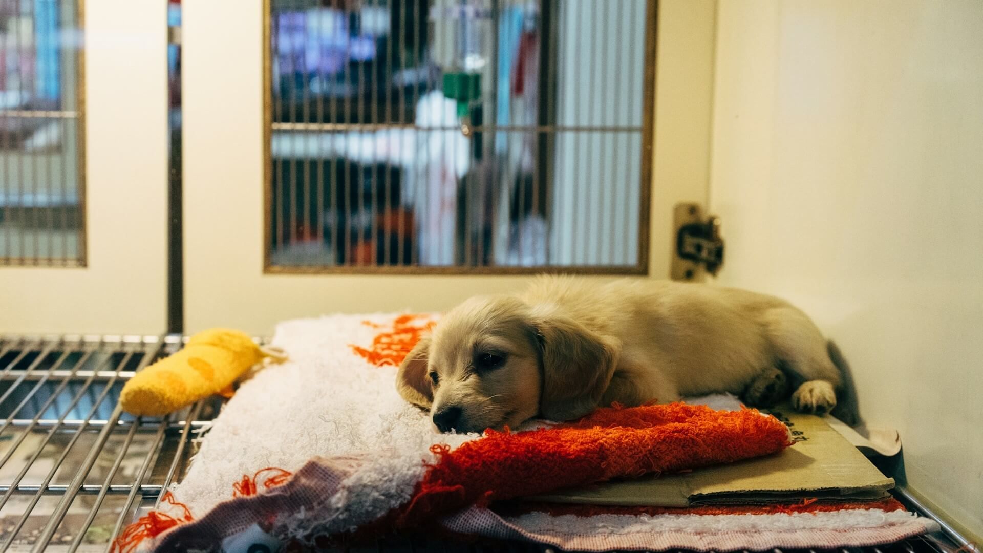 Perro en un refugio.