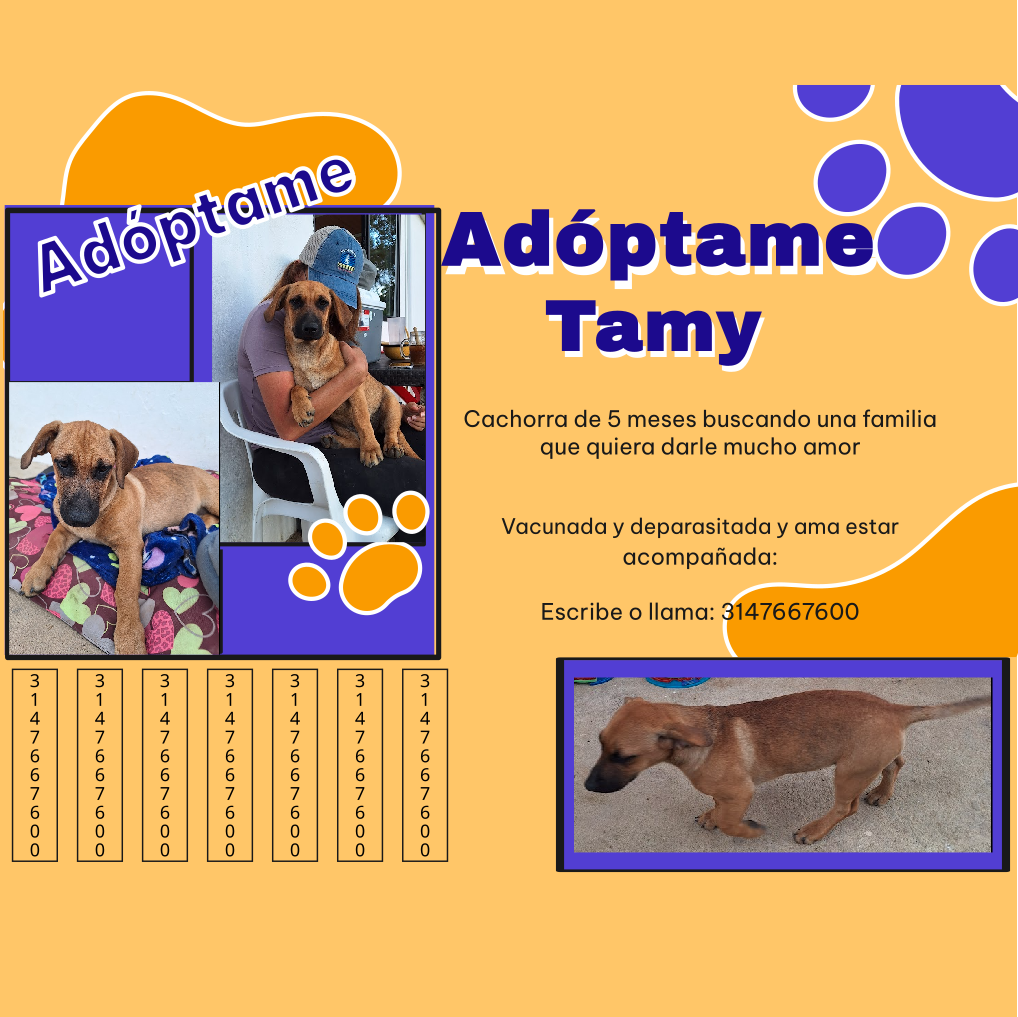 Imagen de portada de Adóptame Tamy