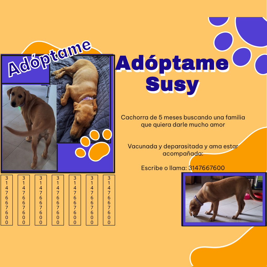 Imagen de portada de Adóptame Susy
