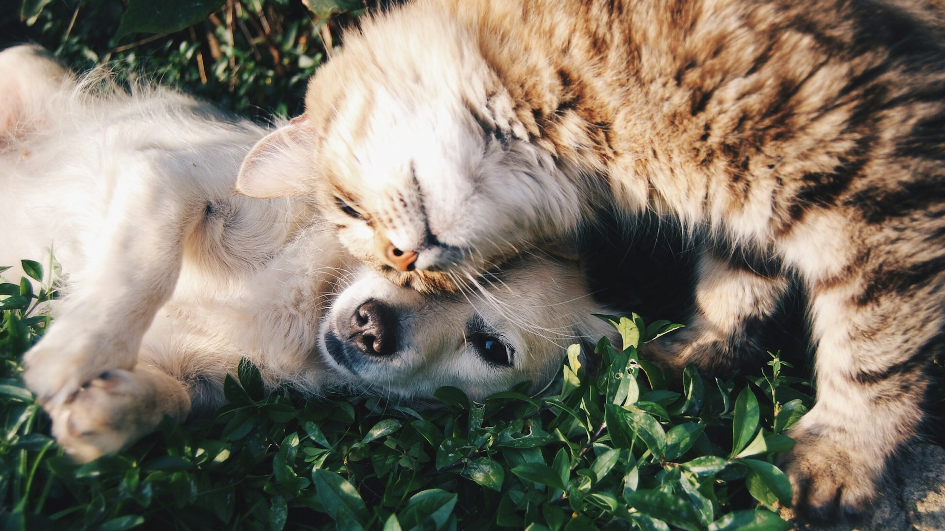 Perro y gato acariciándose.