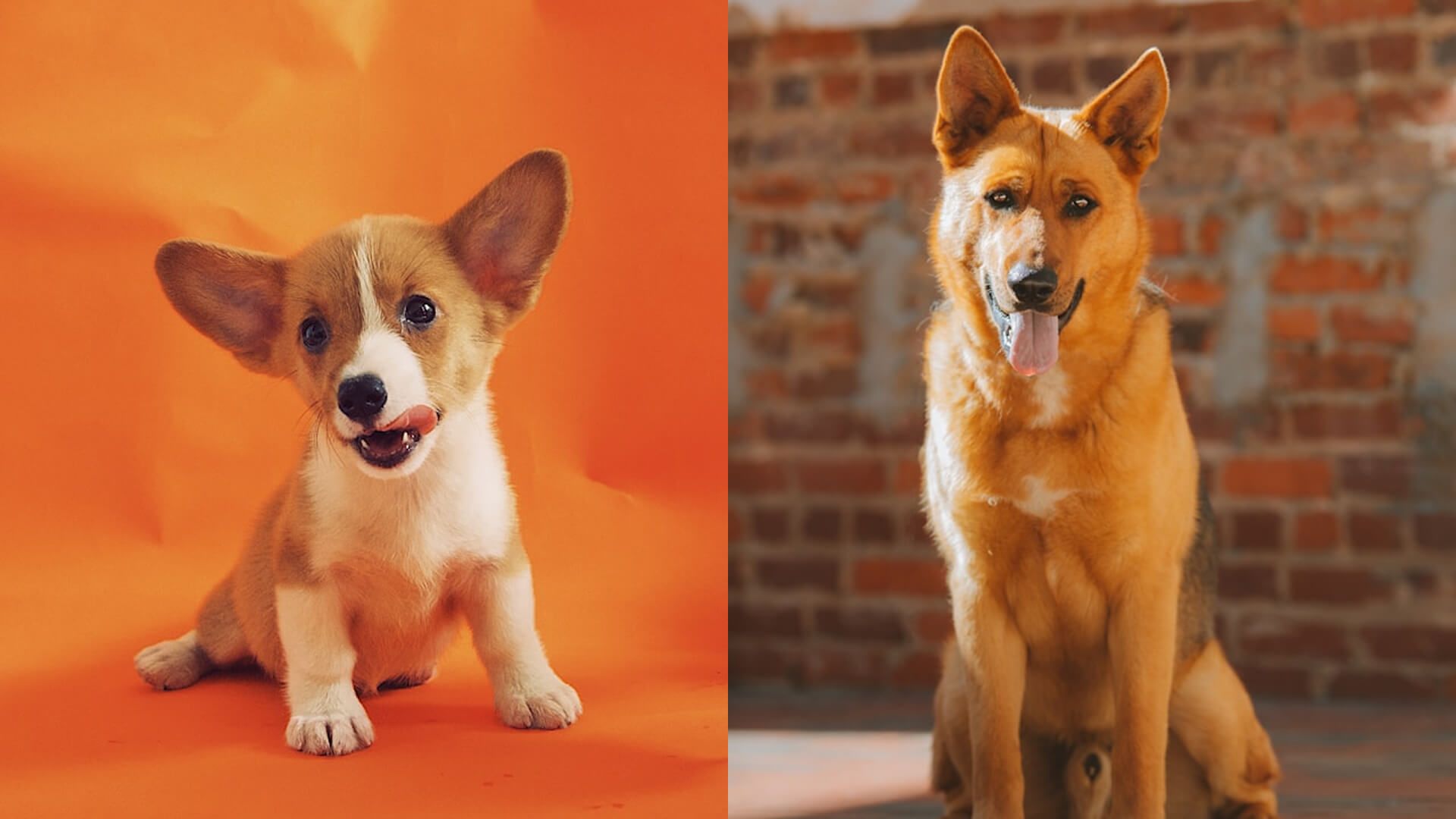 Perro cachorro y perro adulto.