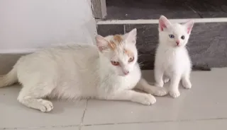 Imagen de portada de Mamá y su hijo en adopción responsable 