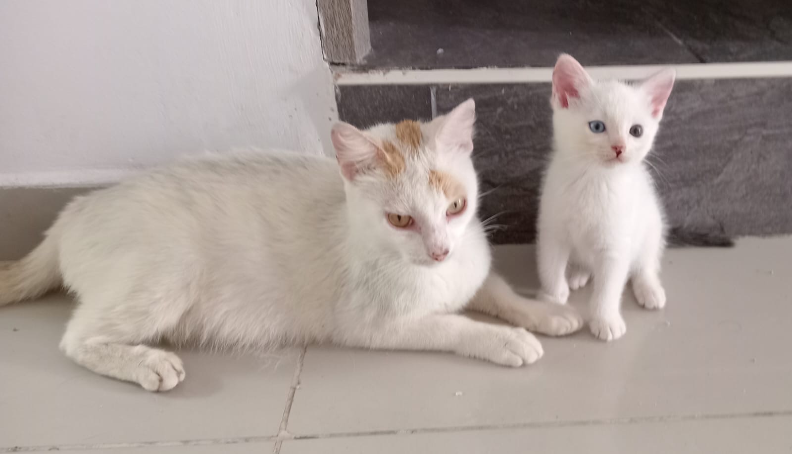Imagen de portada de Mamá y su hijo en adopción responsable
