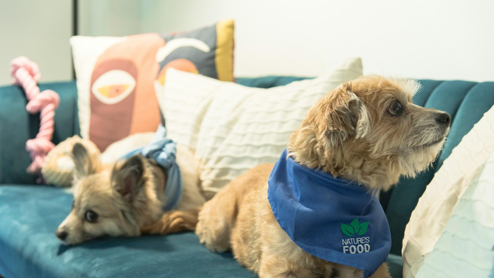 Hero Costo De Adoptar Una Mascota